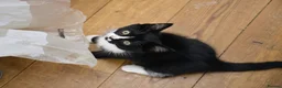 Mixed Breed cats for sale: Playful farm kittens used to people and dogs - Advert 15