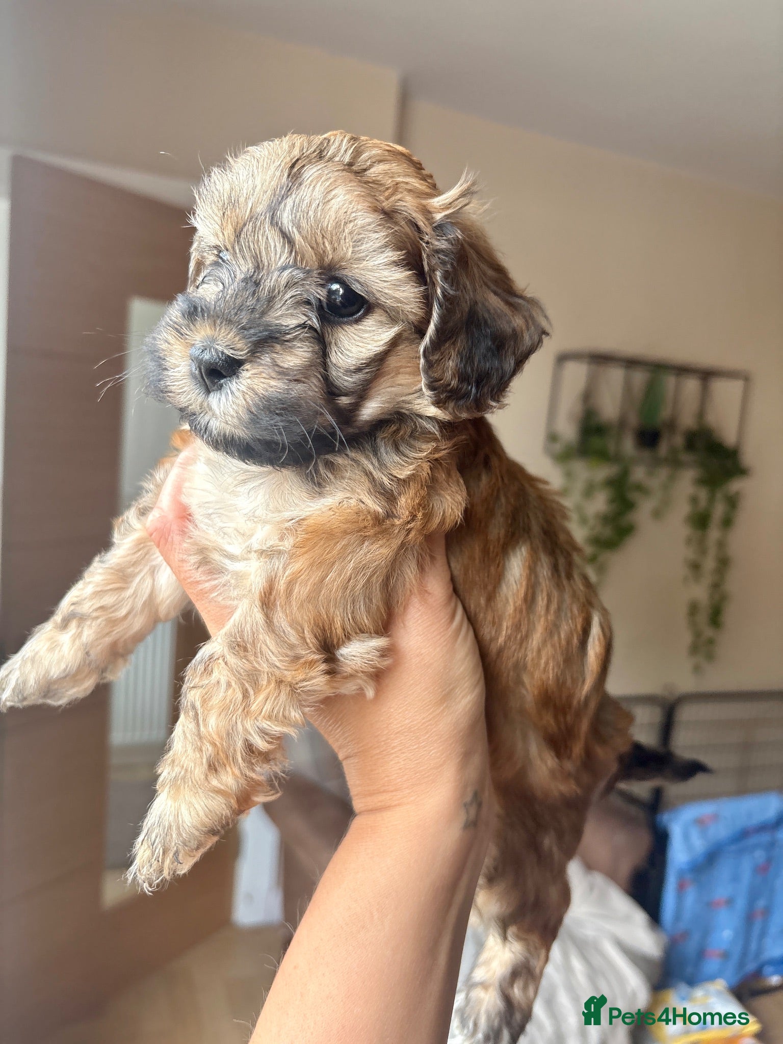 Lhasapoo dogs ***Still 2 girls left Ready next week*** - Advert 7