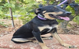 Dobermann dogs for sale: 🐶 Meet Mocha – Gentle Soul - Image 4