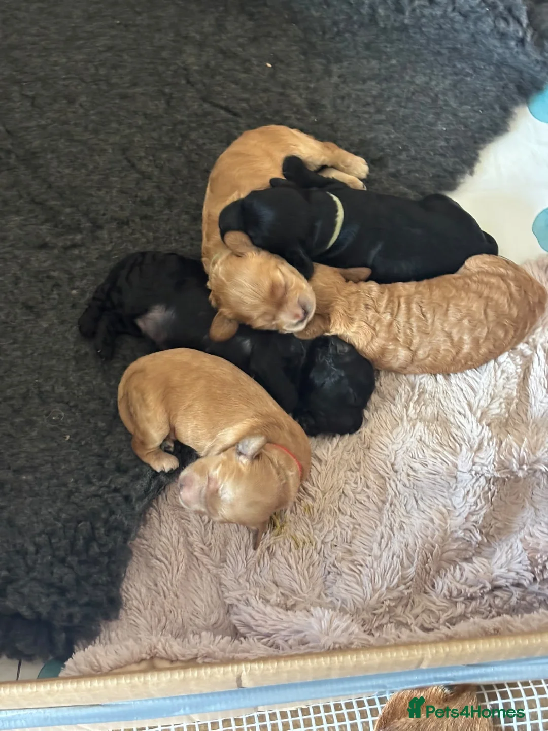 Cockapoo dogs for sale: Cockapoo Puppies Lovely Family Temperament in Monmouth - Advert 1