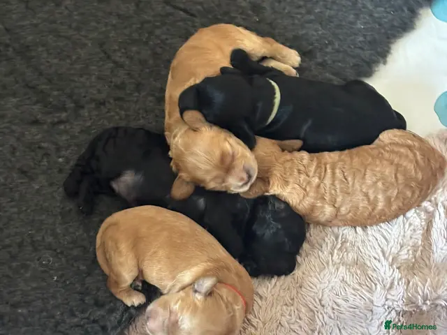 Cockapoo dogs for sale: Cockapoo Puppies Lovely Family Temperament - Advert 1