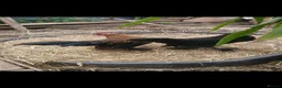Chickens poultry for sale: Sablepoot cockerels  in Nottingham - Advert 1
