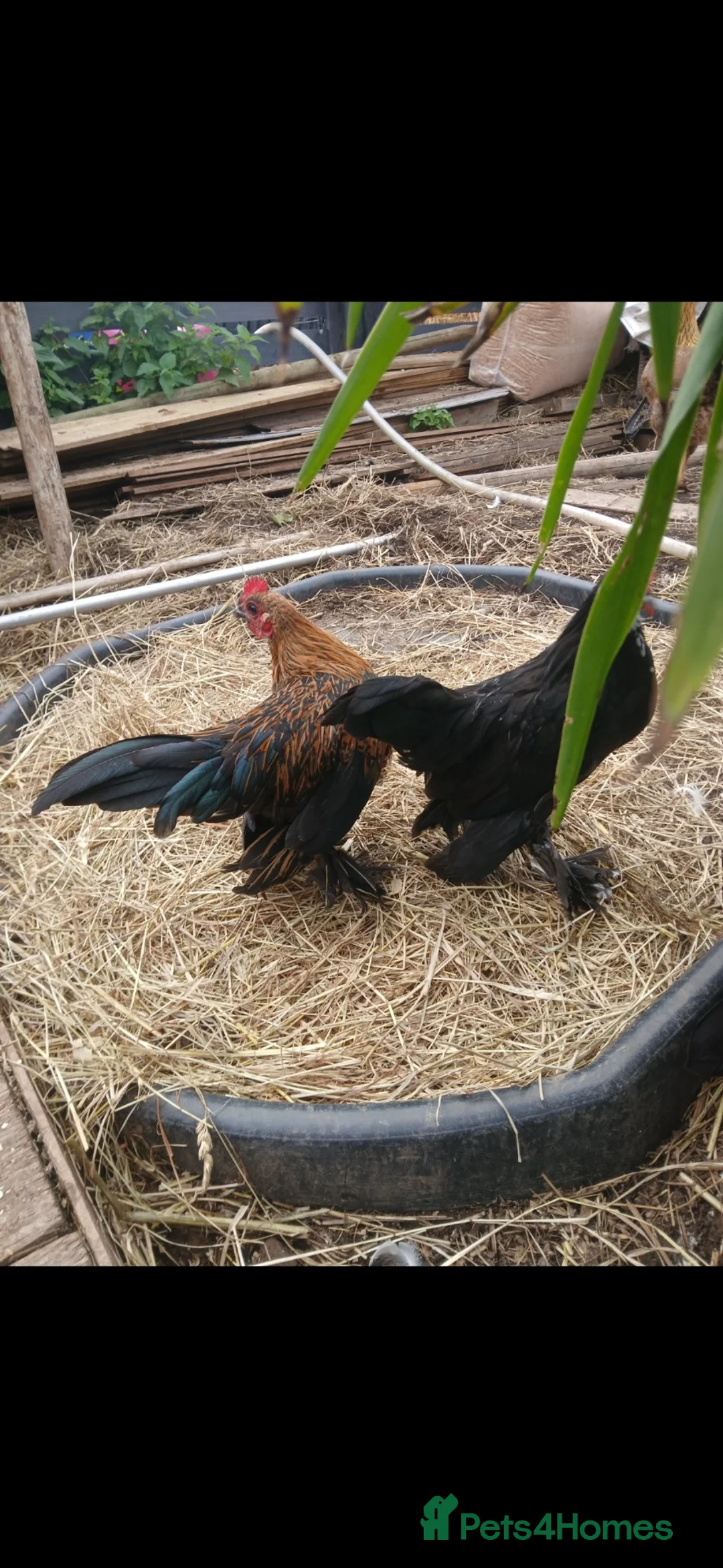 Chickens poultry for sale: Sablepoot cockerels  in Nottingham - Advert 1