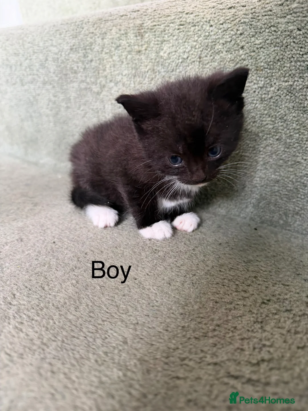 Mixed Breed cats for sale: 3 beautiful kittens looking for a loved homes - Advert 11
