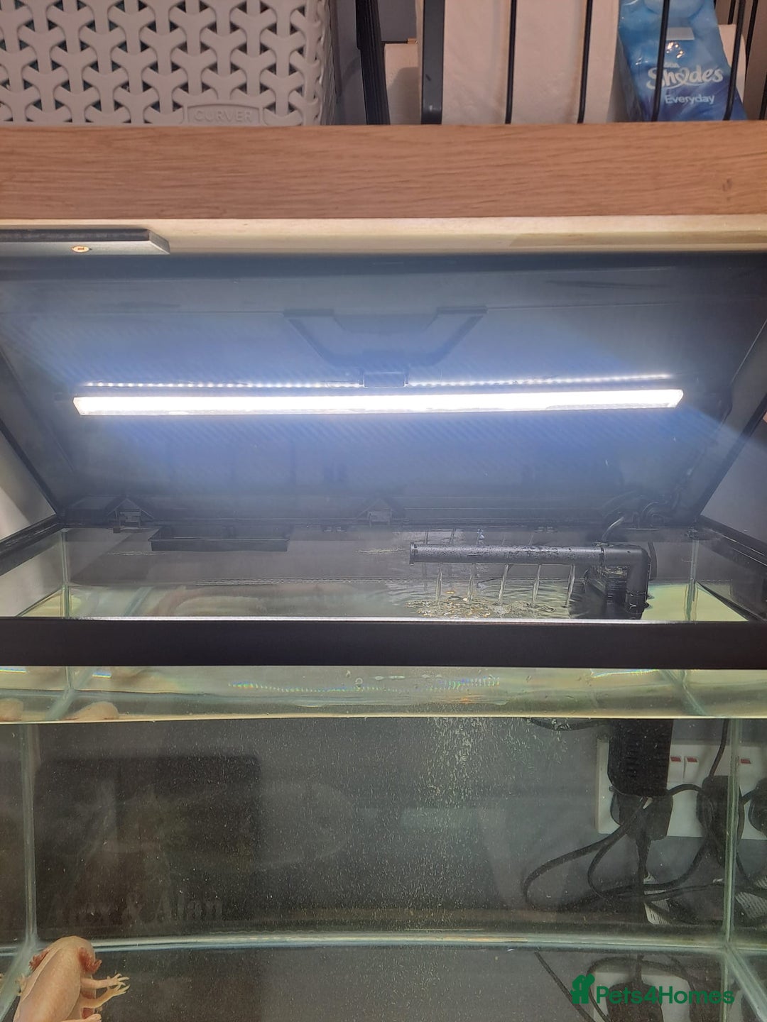 Axolotl reptiles for sale: Axolotl x2 - Image 13