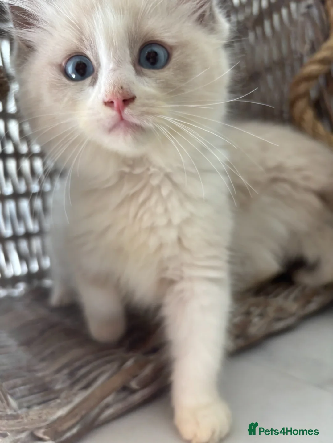 Ragdoll cats for sale: 🌟TICA🌟Champion Ragdoll🏆🏆🏆 - Advert 2