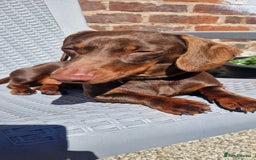 Miniature Dachshund dogs for sale: Miniature dachshund girl - Image 1