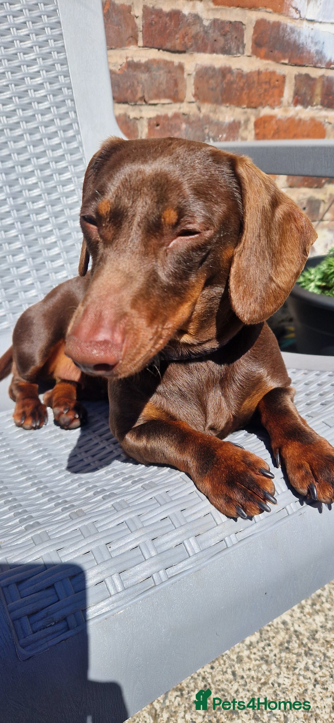 Miniature Dachshund dogs for sale: Miniature dachshund girl - Image 1