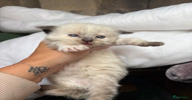 Maine Coon cats - Advert 13