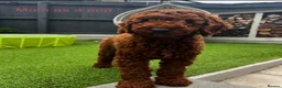 Mini Goldendoodle dogs for sale: Mini goldendoodle waiting list ✨licensed breeder  - Advert 5