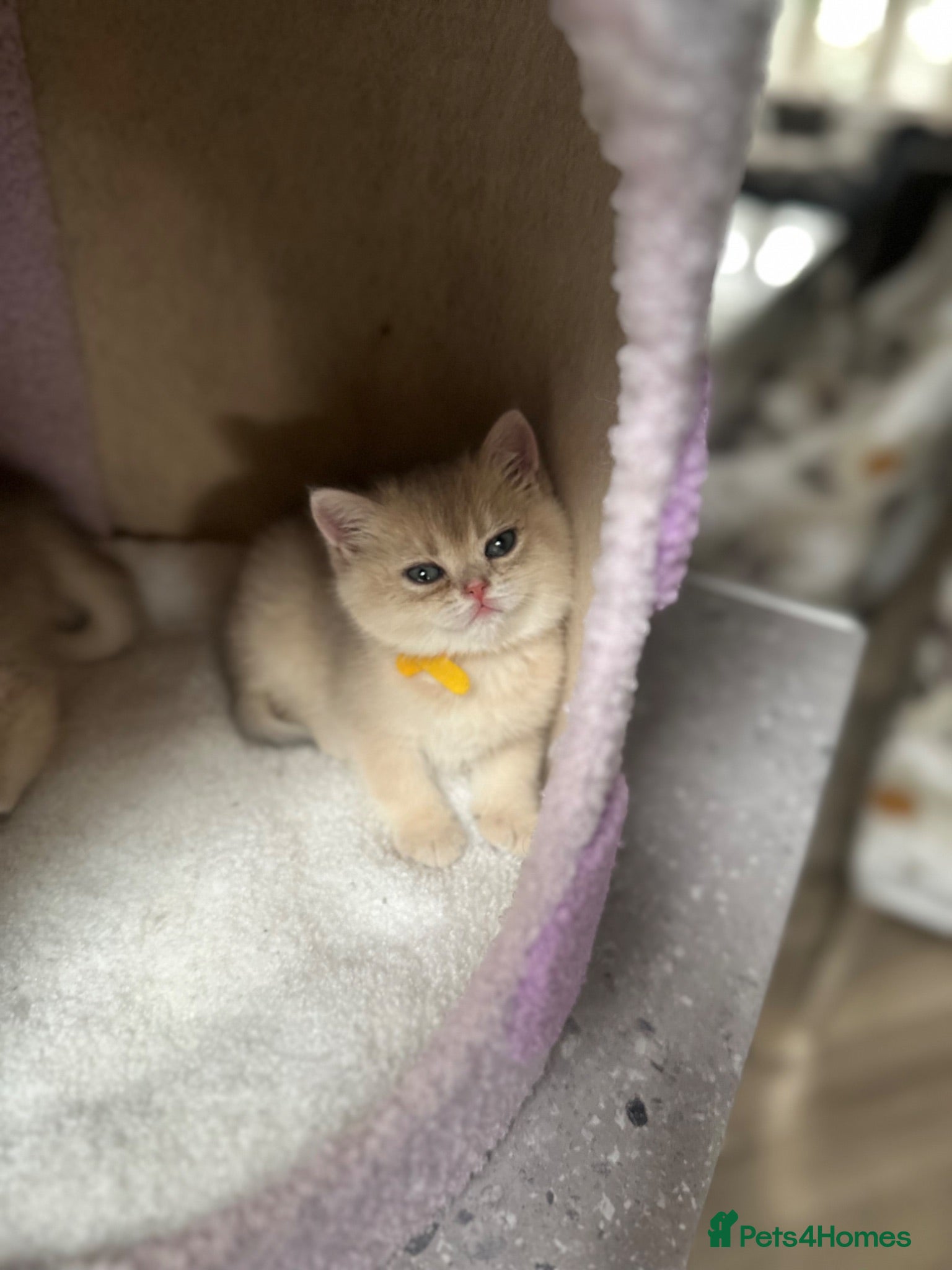 British Shorthair cats Last gorgeous girl left 😻 - Advert 1