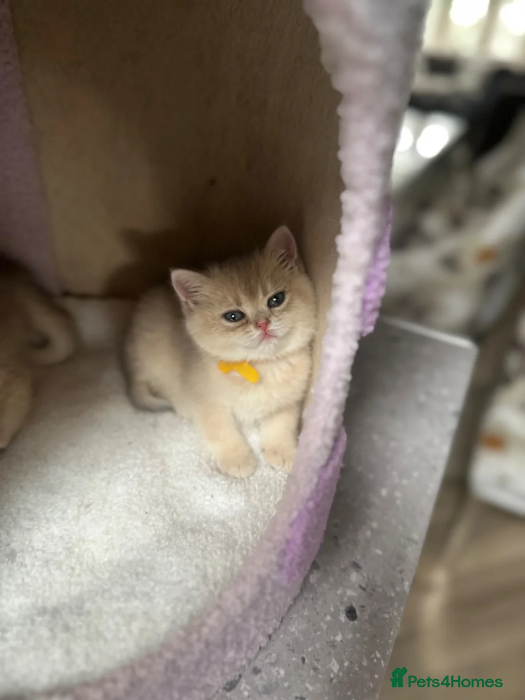 British Shorthair cats for sale: Last gorgeous girl left 😻 - Advert 1