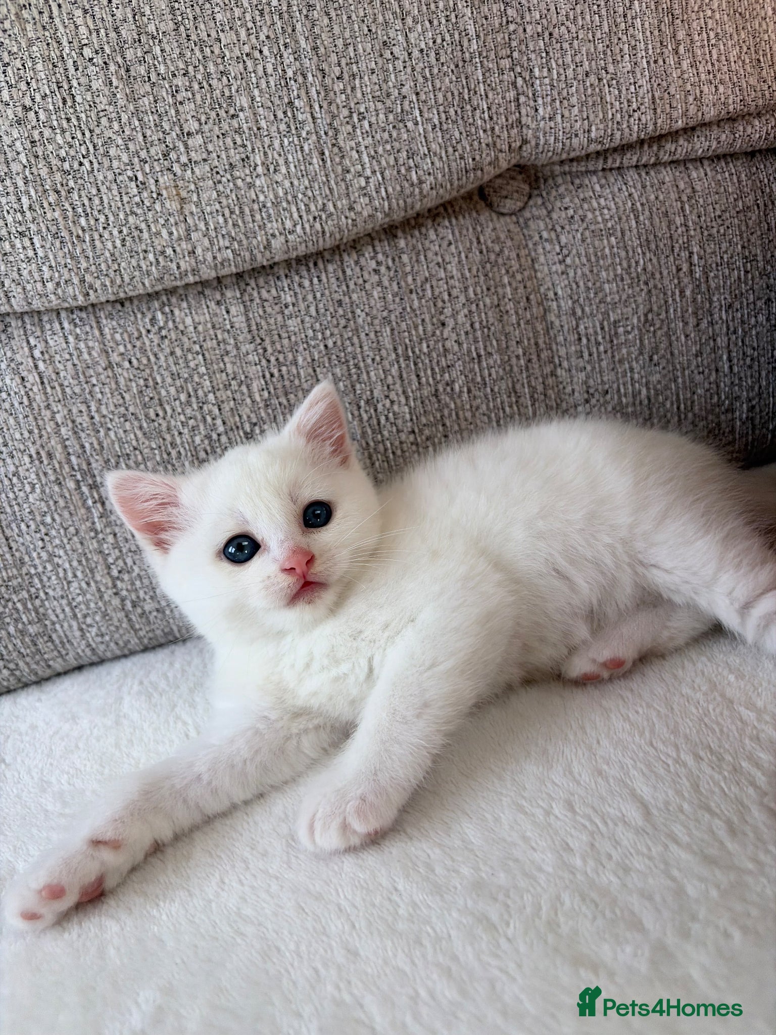 Mixed Breed cats 4 adorable kittens for sale  - Advert 2