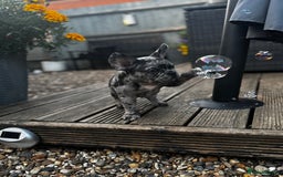 French Bulldog dogs for sale: Merle french bulldog - Image 3
