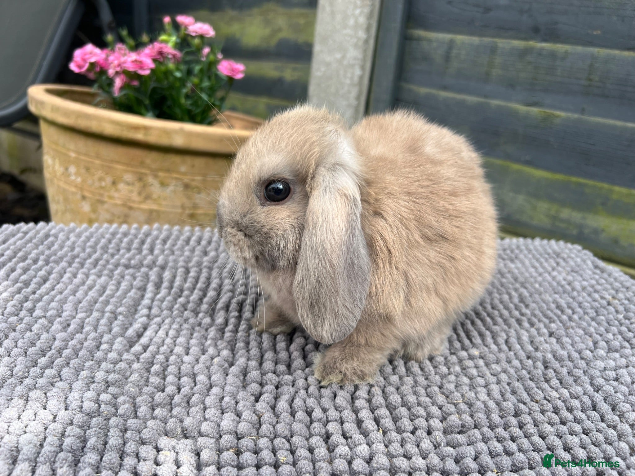 Mini Lop rabbits Mini Lops Ready To Leave Now  - Advert 2