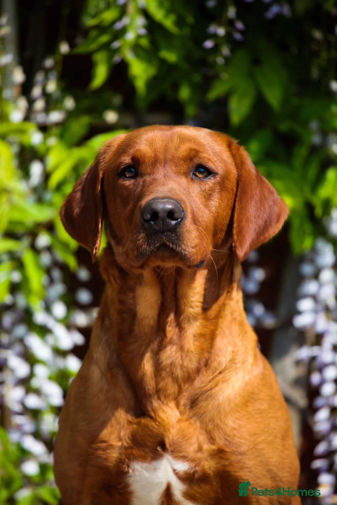 Labrador Retriever dogs for stud: HEALTH TESTED FOX RED LABRADOR (OFTW X FTCH)  in Grantham - Advert 15