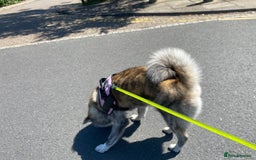 Japanese Akita Inu dogs for sale: Beautiful brindle Japanese Akita  - Image 4