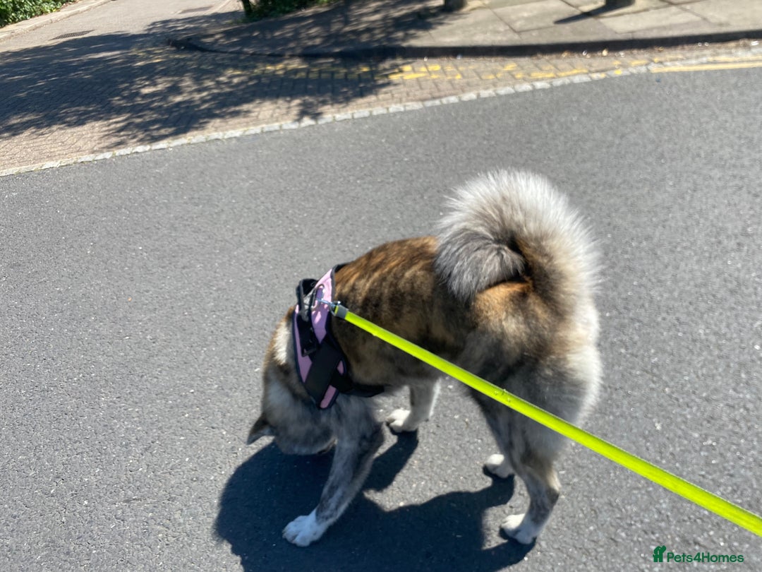 Japanese Akita Inu dogs for sale: Beautiful brindle Japanese Akita  - Image 4
