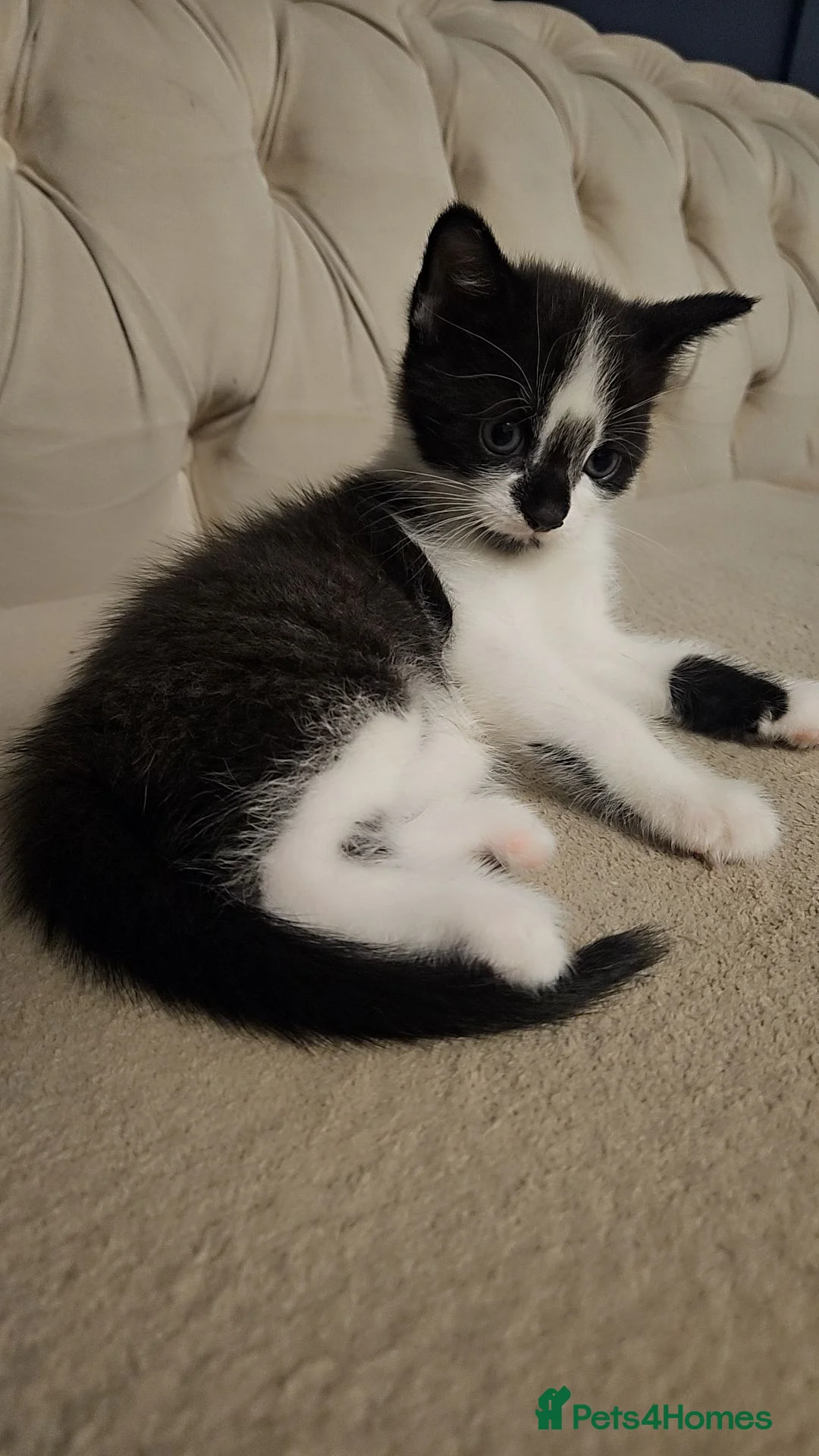 Mixed Breed cats for sale: Beautiful mix of tortielle and tabby  in Rochdale - Advert 4