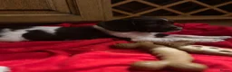 English Springer Spaniel dogs for sale: GORGEOUS ENGLISH SPRINGER SPANIEL PUPPIES - Advert 1