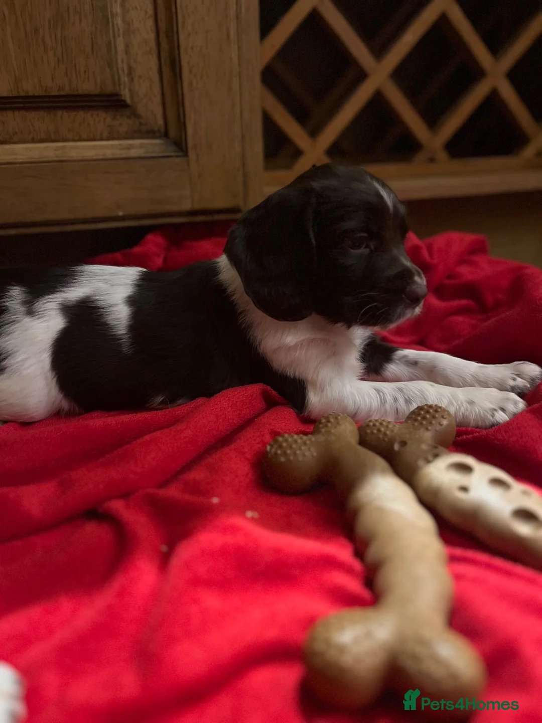 English Springer Spaniel dogs for sale: GORGEOUS ENGLISH SPRINGER SPANIEL PUPPIES - Advert 1