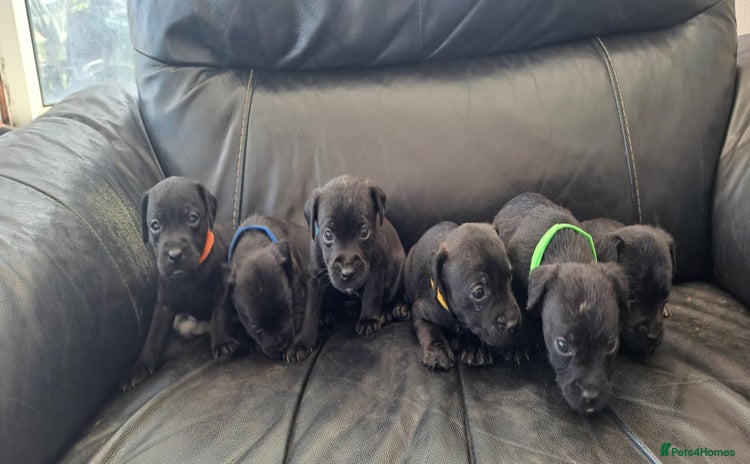 Patterdale Terrier dogs - Advert 1