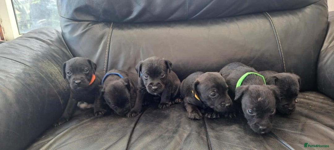 Patterdale Terrier dogs for sale: Stunning Patterdale pups  - Image 1