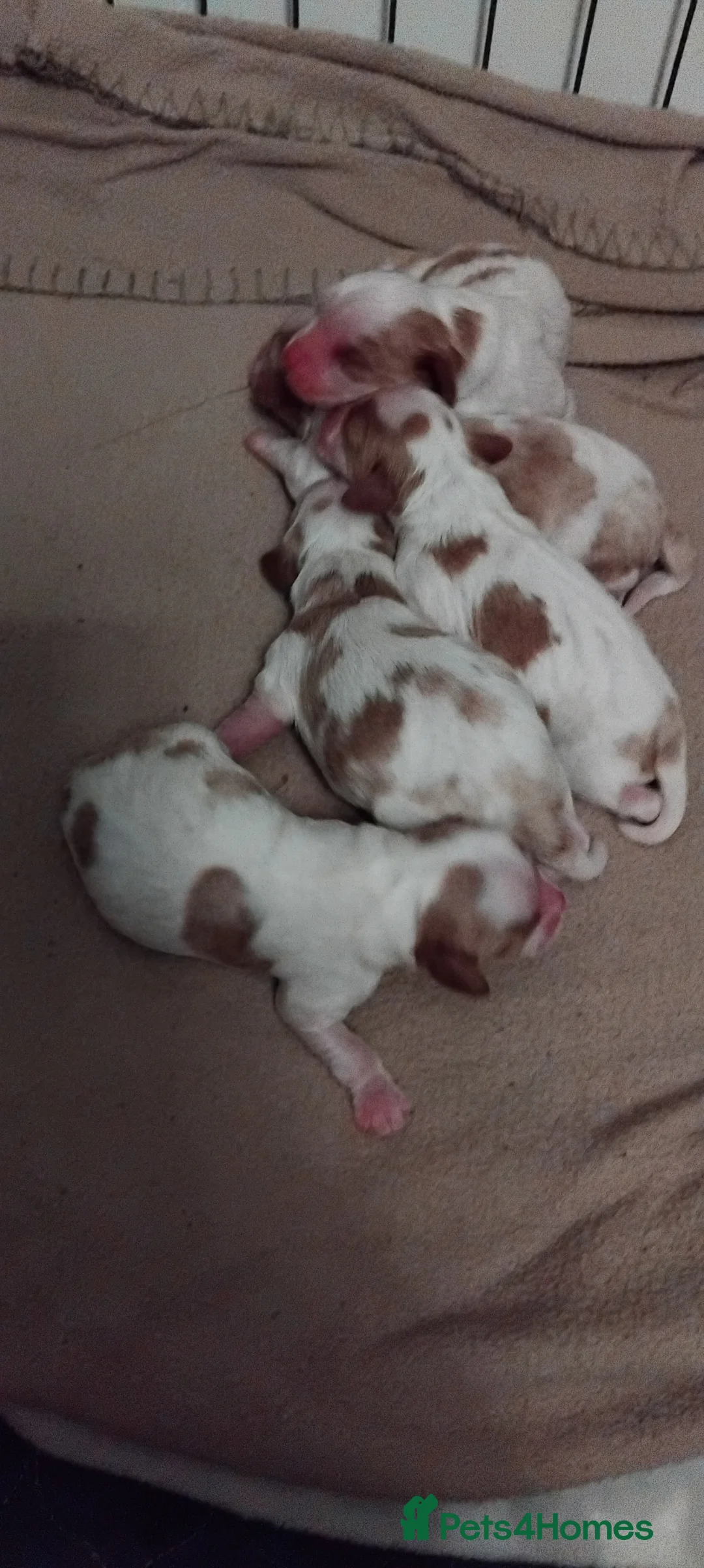 Cavalier King Charles Spaniel dogs for sale: King charles cavalier puppies - Advert 23