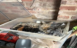 Mixed Breed cats for sale: 7 kittens looking for new home!  - Image 9