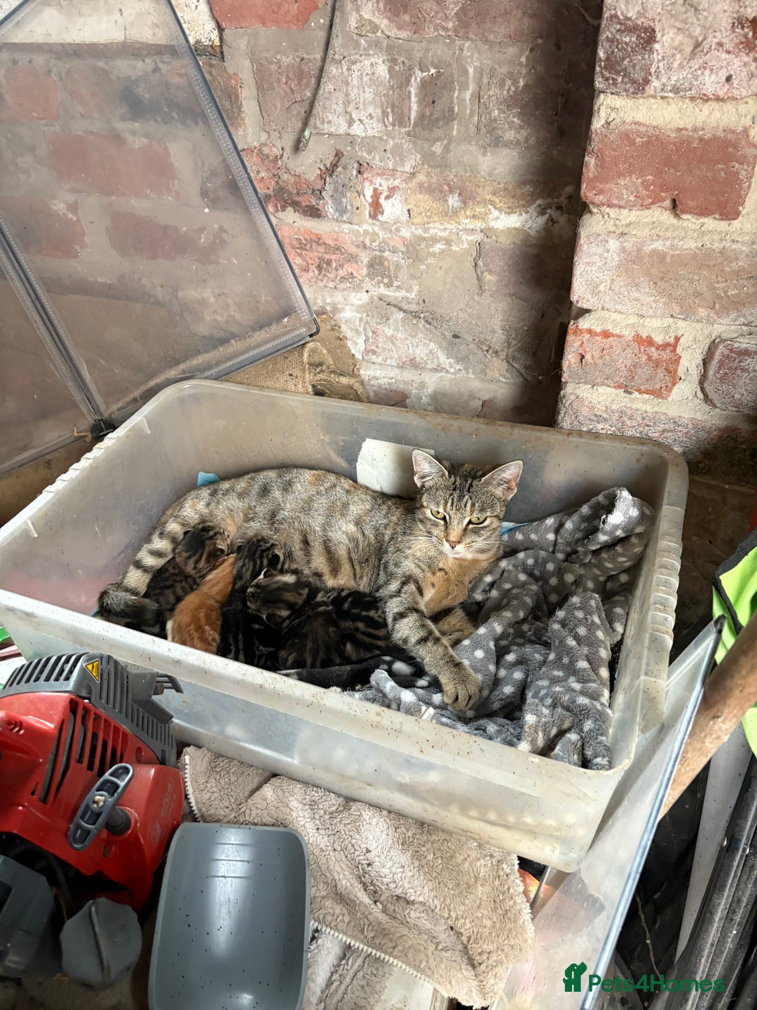 Mixed Breed cats for sale: 7 kittens looking for new home!  - Image 9