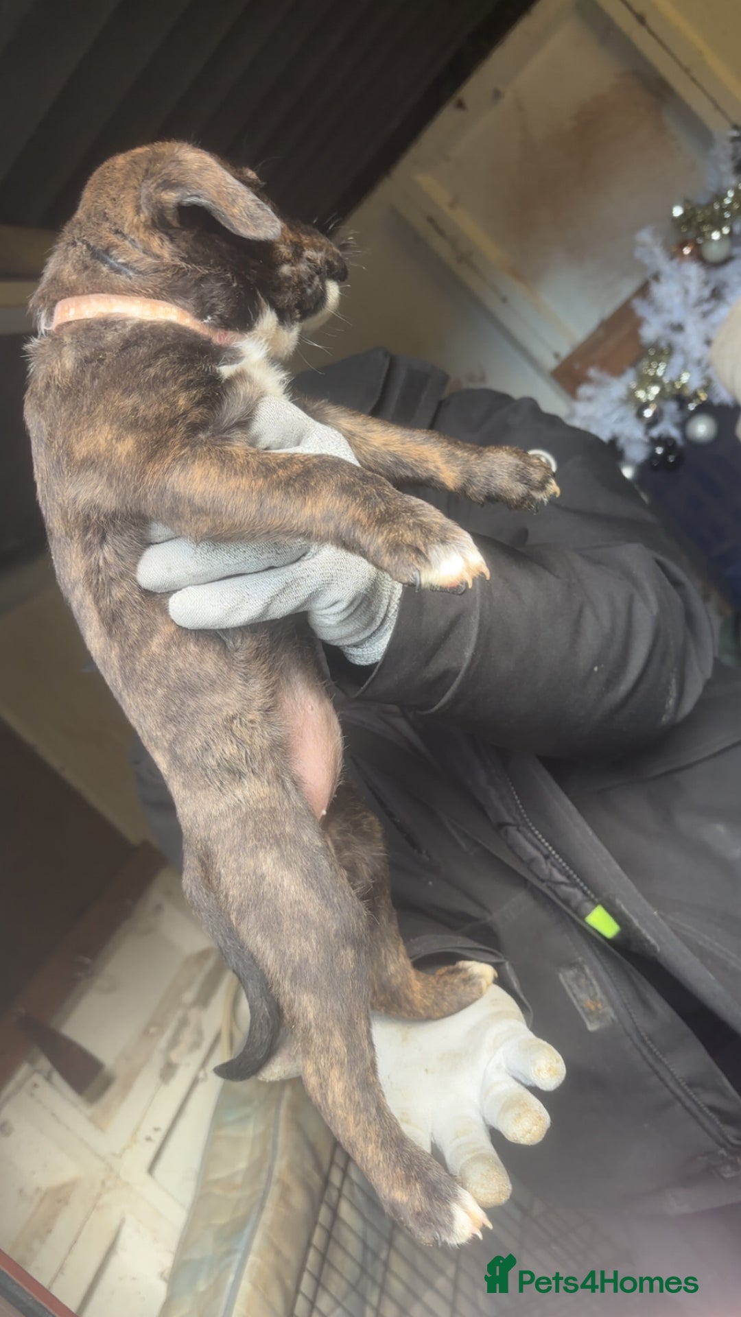 Mixed Breed dogs for sale: Rottiebulls - Advert 8