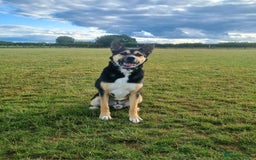 Mixed Breed dogs for sale: Cody - Malamute cross Staffy, age 5 - Advert 1