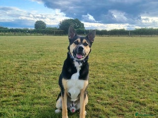 Mixed Breed dogs Cody - Malamute cross Staffy, age 5 - Advert 1