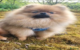 Pomeranian dogs for sale: Kc teddy bear pom babies  - Image 8