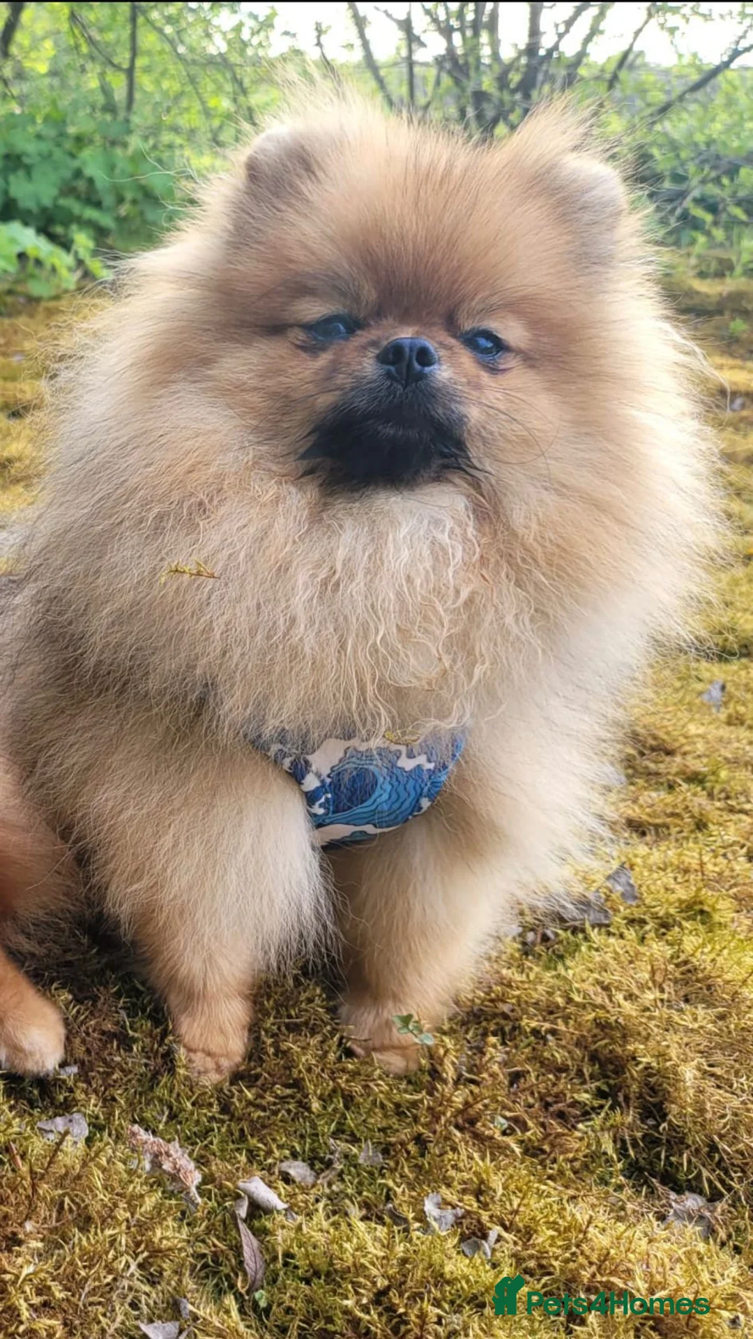 Pomeranian dogs for sale: Last kc reg girl available 5 half months old  ❤️ - Advert 10