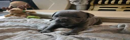 Staffordshire Bull Terrier dogs for sale: Stunning KC reg SBT BLUE PUPS - Advert 11