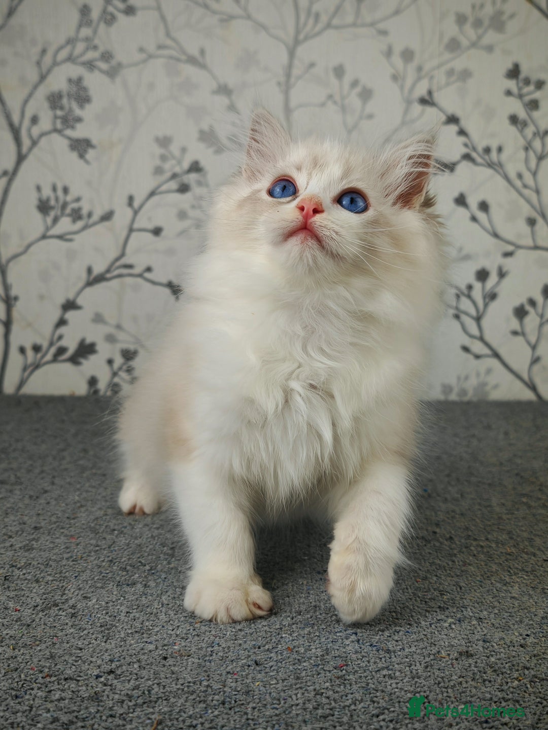 Ragdoll cats for sale: Regional Winner READY TO Go LAST BOY AND GIRL - Image 17