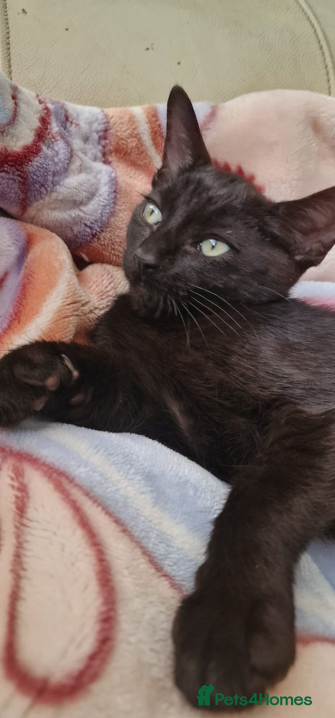 Sphynx cats for sale: Black sphynx. - Image 3