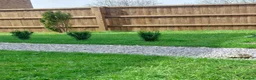 Tortoise reptiles for sale: HORSFIELD TORTOISE - Russian tortoise in Shipley - Advert 5