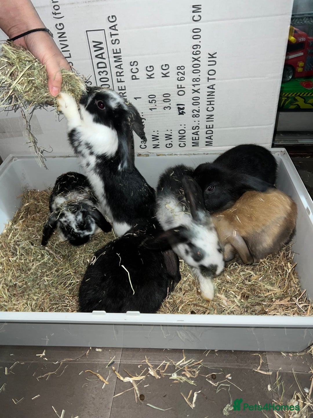 Mini Lop rabbits for sale: Mini lop - Advert 2
