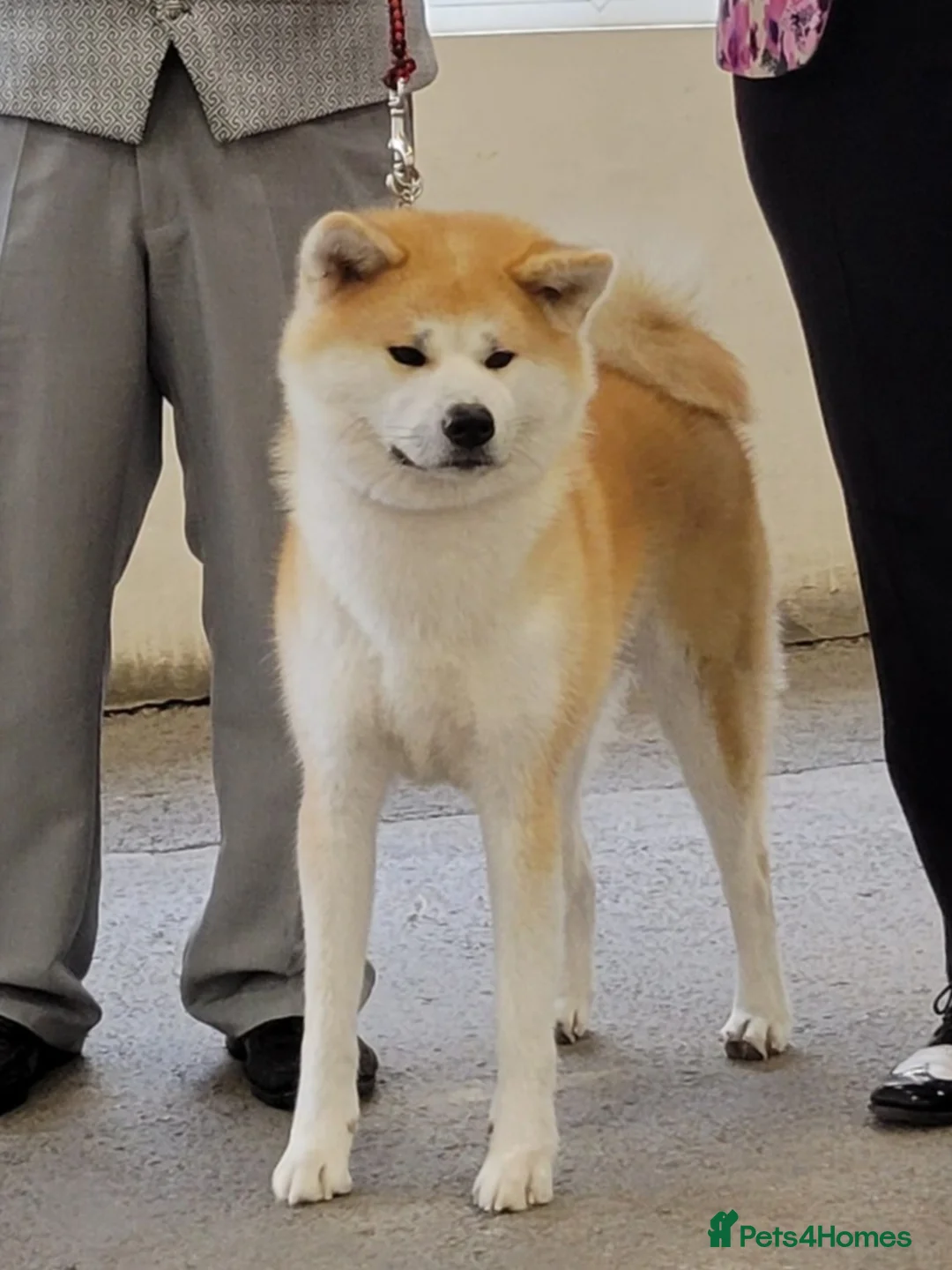 Japanese Akita Inu dogs for sale: RCK Registered Japanese Akita Inu Red Puppy Female - Advert 6