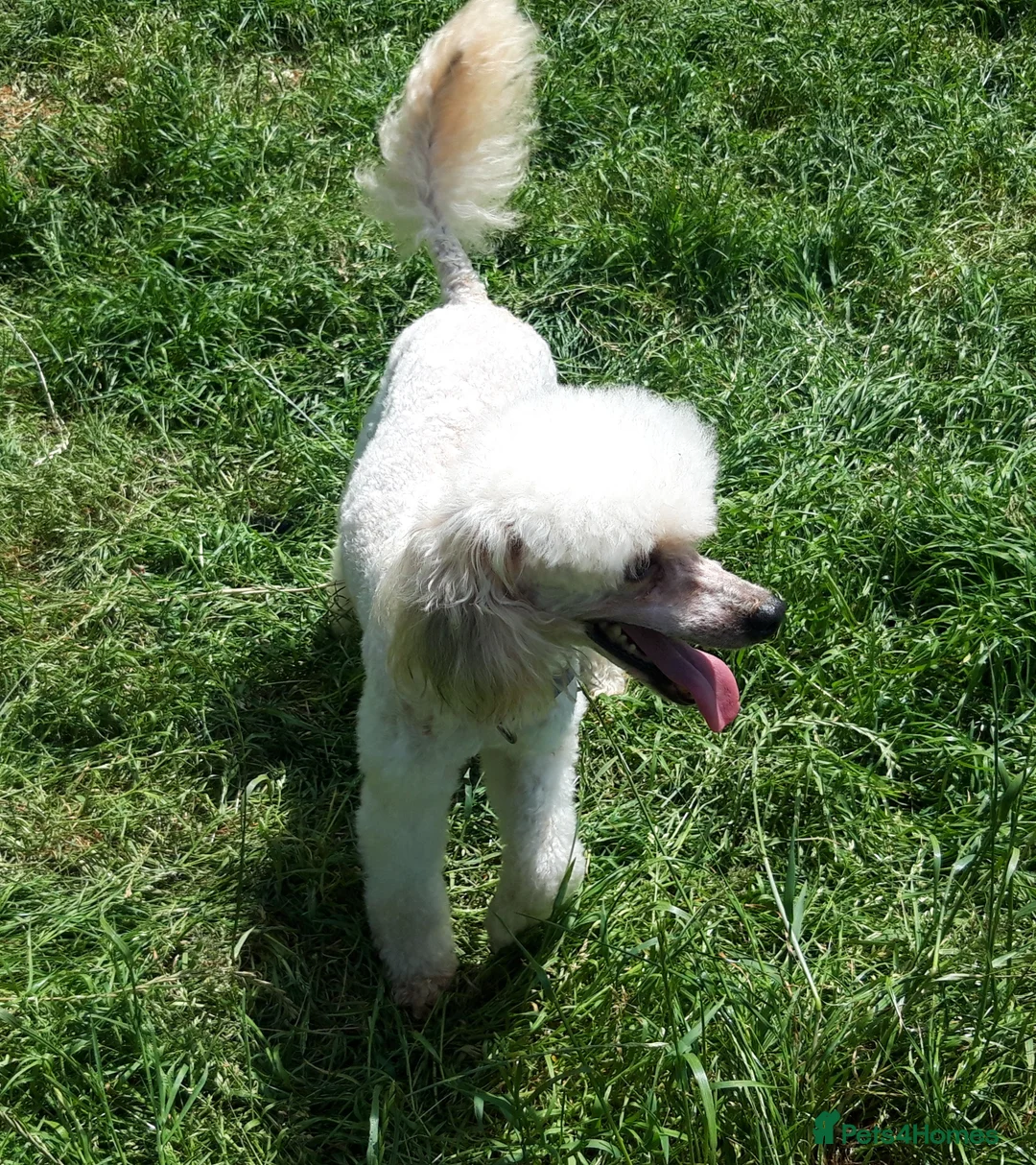 Toy Poodle dogs for stud: Biscuit, proven toy poodle available for stud in Saint Austell - Advert 4