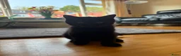 British Shorthair cats for sale: 🌟 British shorthair 🌟 - Advert 5
