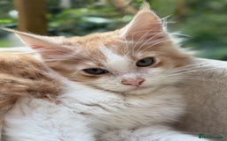 Maine Coon cats for sale: Wonderful Maine Coon Boys from the Grand Champion  - Image 11