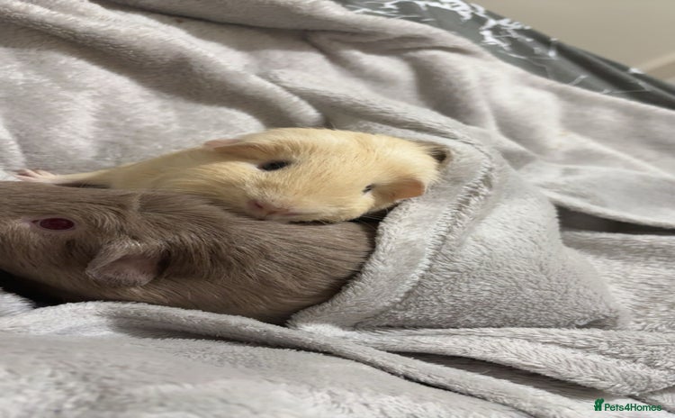 Guinea Pig rodents Two female guinea pigs - Advert 1