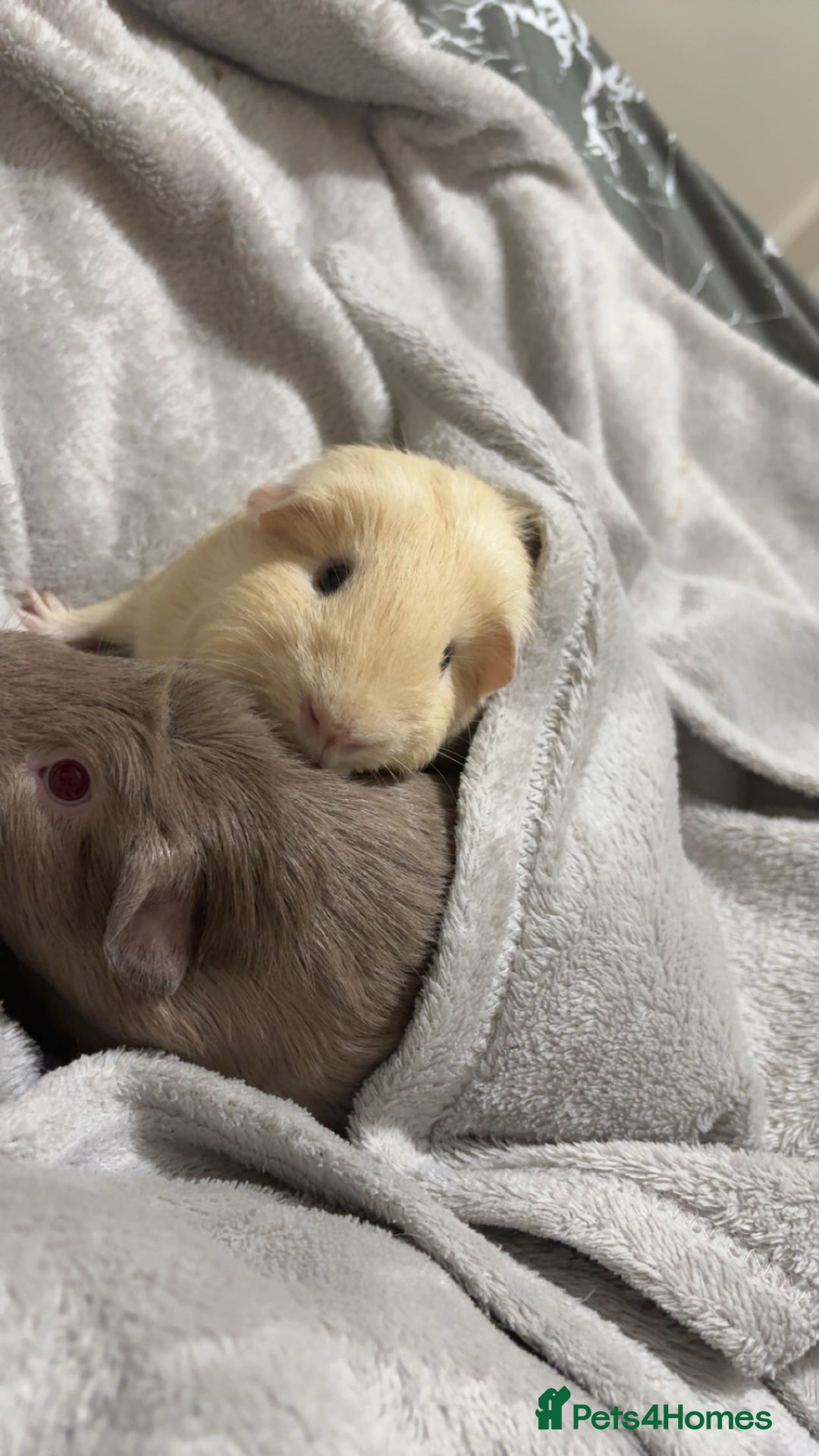 Guinea Pig rodents for sale: Two female guinea pigs - Advert 1