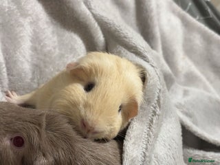Guinea Pig rodents Two female guinea pigs - Advert 1