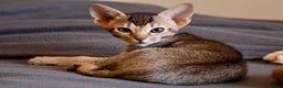 Ocicat cats for sale: Stunning Ocicat Kittens in Aberdeenshire - Advert 9
