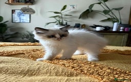 Ragdoll cats for sale:  Charming and fluffy Female Ragdoll Kittens - Image 6