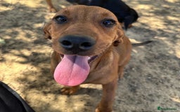 Mixed Breed dogs for adoption: Woody (Mini hound mix) - Advert 7